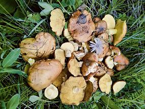 Воронежские грибники&hellip;